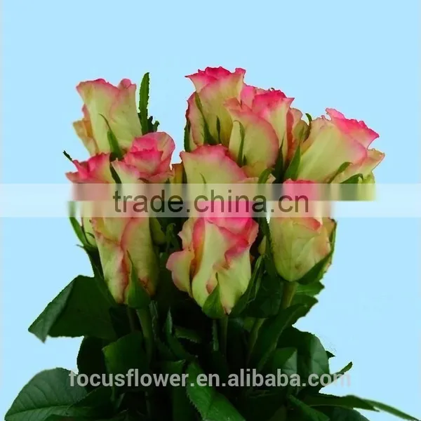 High Quality Red Velvet Fresh Cut Foliage Glass Love Roses Hopeshow With 20stems/bundle From Kunmming photo-4