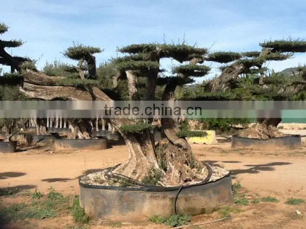 OLEA EUROPAEA Millenary photo-2