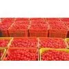 Tomato Paste