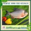 Frozen Red Pompano Pomfret