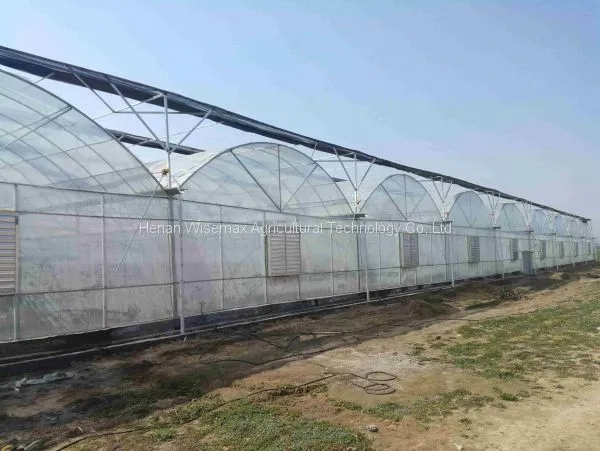 Durable Multi Span Agriculture Equipment Polythene Greenhouse photo-5
