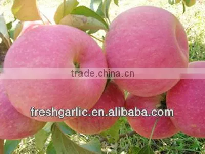 Famous China YanTai Best Price Fresh Fuji Apple photo-3
