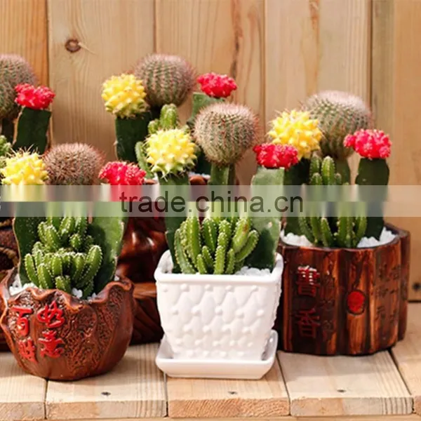 Indoor Wholesale Cactus Plants photo-3