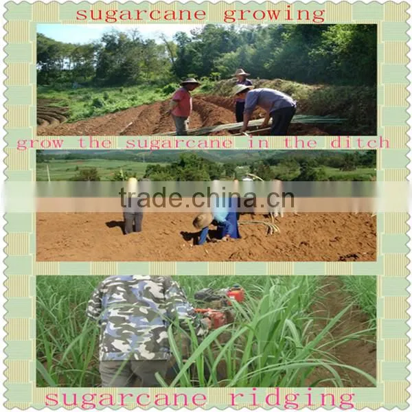Biggest Sugarcane Planting Area Brazil Hot Sale Cane Sugar Cultivator Much Workers Saving photo-2