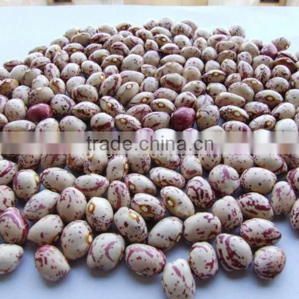 Light Speckled Kidney Beans