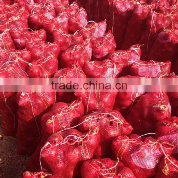Super Quality Grade a Egyptian Onions photo-4