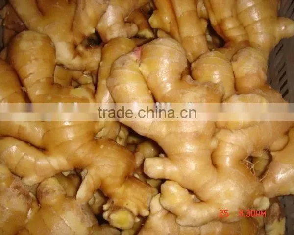 Fresh Ginger photo-5