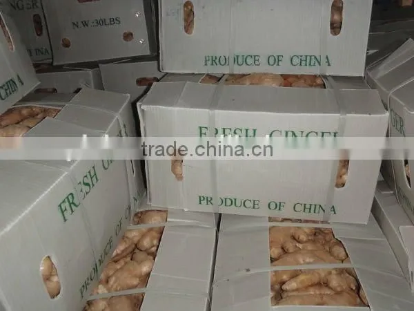 Chinese Fresh Air Dried Ginger photo-2