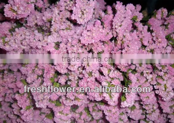 Fresh Cut Myosotis Sylvatica Flowers From Kunming Flower Planting Base photo-5
