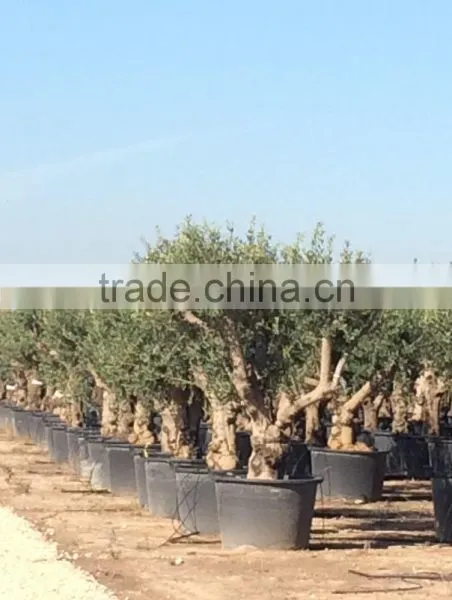 Olive Tree "Lechin"- Olea Europaea "Lechin" photo-2
