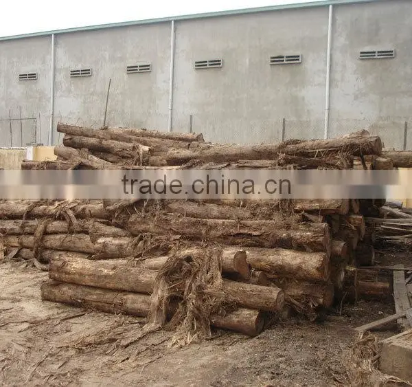 BEST PRICE - Acacia Timber - Eucalytus Timber - Timber Factory photo-2