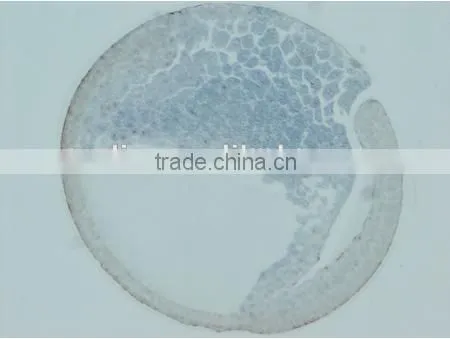 Embryo Slides , Frog Embryo Slides , Embryology Slides ,embryo Teaching Slides photo-5