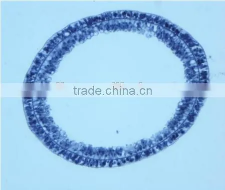 Zoology Slides Set ,animal Slides Set photo-4