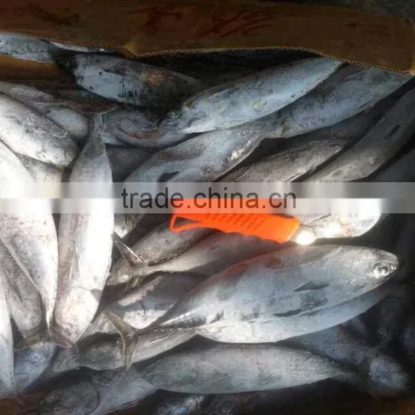 Frozen Bonito photo-5