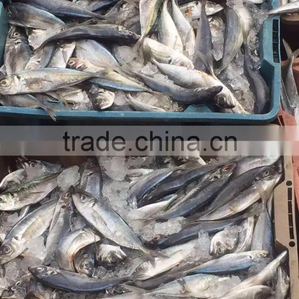 Horse Mackerel 20cm+ photo-6