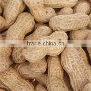 Delicious Roasted Peanuts in Shell for Sale photo-5