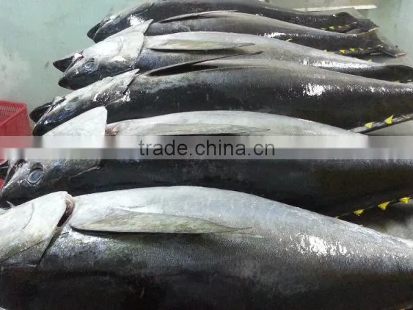 Tuna