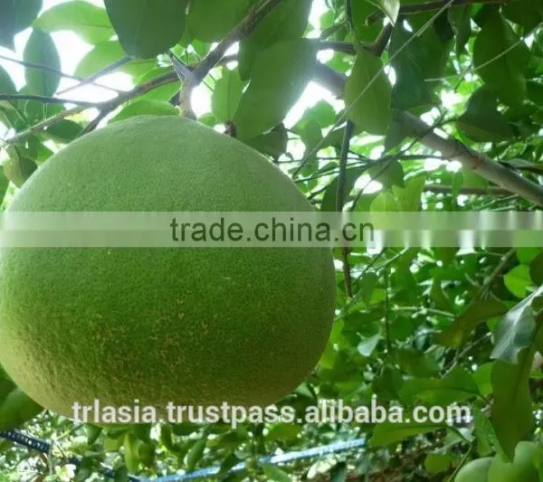Pomelo photo-3