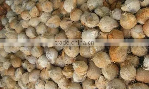 Dry Coconut Fruit