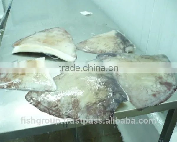 Giant Squid Wing photo-6