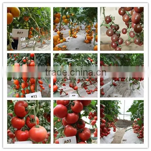 Hybrid Cherry Tomato Seeds for Growing-Super Banto photo-2