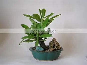 Euphorbia Neriifolia L. Var. Cristata Bonsai, Pot Plant, Succulent Plant photo-2