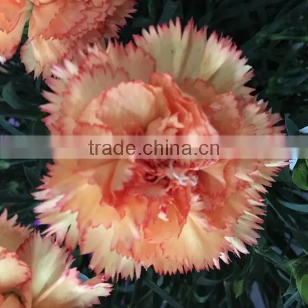 Cheap Big Carnations Heads for Wholesale photo-4