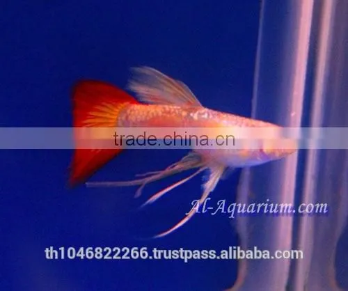 Guppy Fish Fish Farm For Sale and Export / Tropical Fish Exporter Thailand photo-5