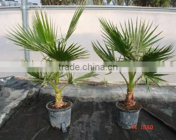 Washingtonia Robusta "Mexican Fan Palm" photo-2