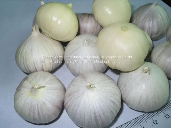 Fresh Garlic photo-2