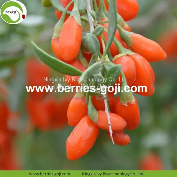 Factory Wholesale Dried Low Pesticide Goji Berry photo-2