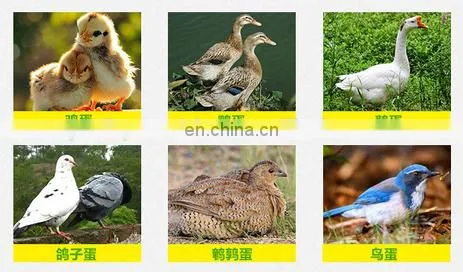 Chicken, Reptile, Bird, Emu, Ostrich, Duck Usage Egg Incubator and Hatcher photo-6