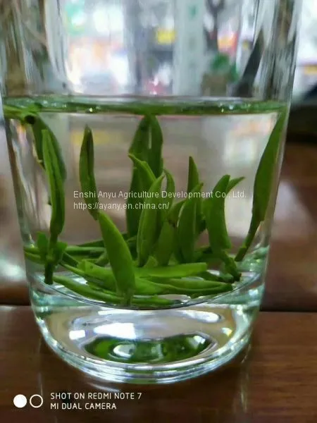 How Much is the Price of Enshi Yulu Tea? Enshi Yulu Bulk Wholesale Hubei Enshi Yulu Tea photo-4