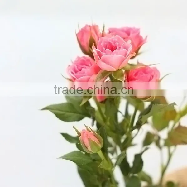 Colorful Sprayed Rose High Quality Fresh Cut Rose Flower photo-3