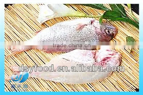Supply New Catching Fresh Whole Seabream Fish photo-3