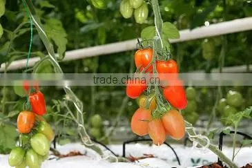 FRESH CHERRY TOMATOES