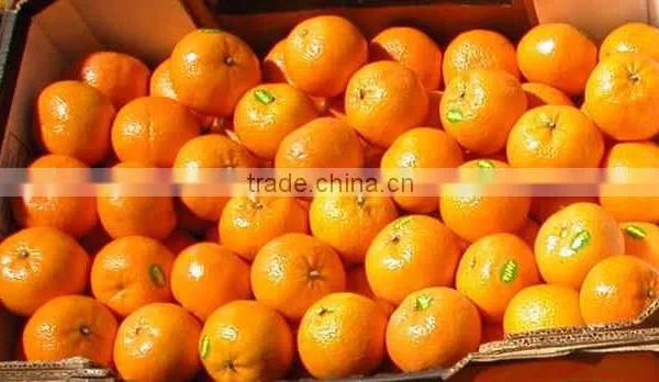 Fresh Mandarin photo-2
