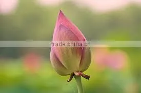 FRESH LOTUS ( PINK , WHITE ) photo-2