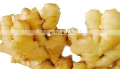 Bulk Selling Ginger Price in China photo-5