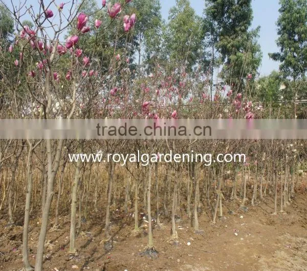 Magnolia Liliiflora (Red Magnolia)flower Trees photo-4