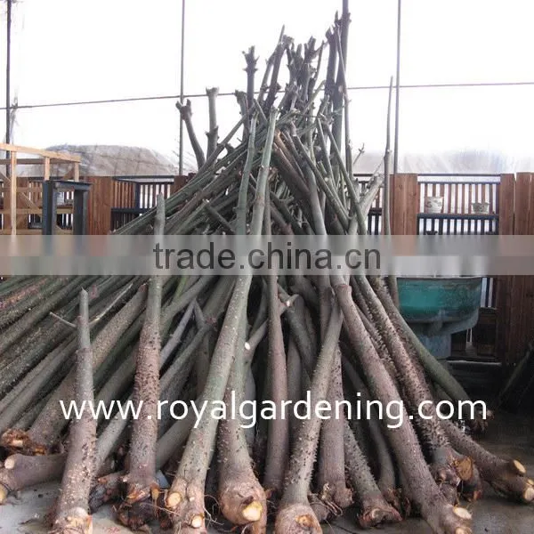Chorisia.speciosa Outdoor Trees photo-3