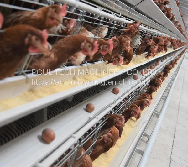 Battery Cage for Chicken Poultry Cage