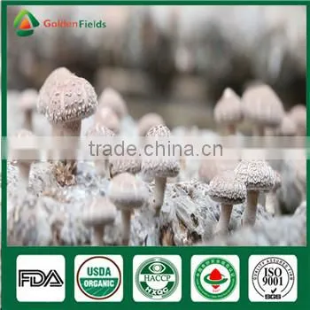 Fresh Style and Cultivated Source Shiitake Mushroom Hotsale Growing Bag photo-5