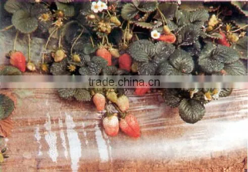 Agricultural Film