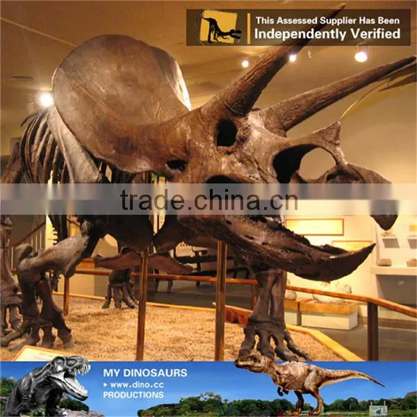 MY Dino-C098 Dinosaur Museum Model Scale Animals Skeleton photo-6
