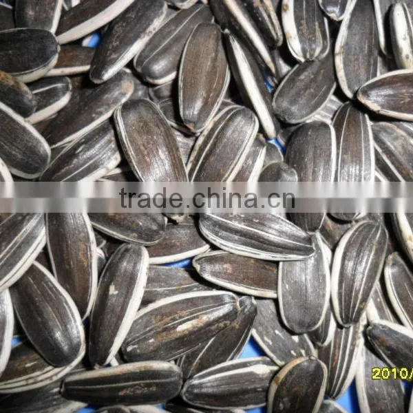Sunflower Seeds 5009