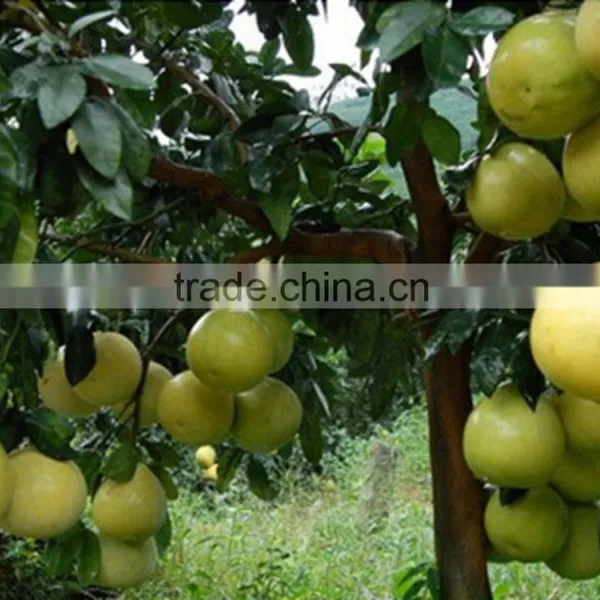 2015 New Crop of Fresh Honey Pomelo for Sale photo-5