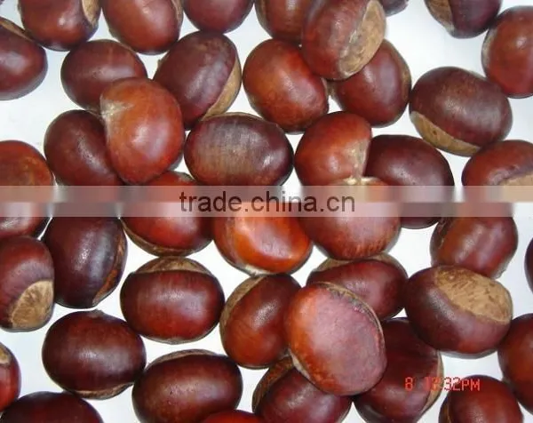 Chestnut