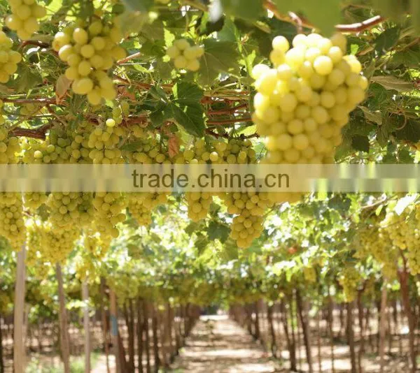 GRAPES photo-6