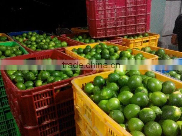 Vietnam Fresh Seedless Lime photo-2
